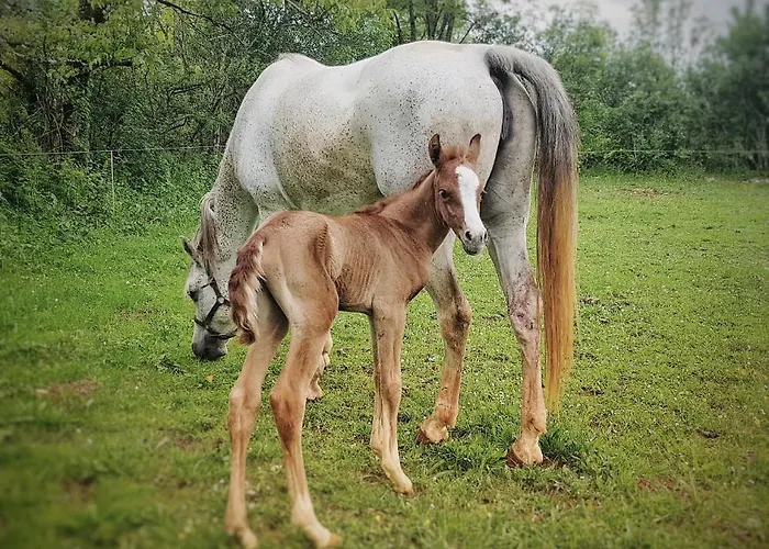 Ecuries De Bed & Breakfast Laramiere