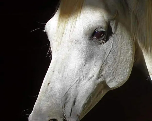 Bed & Breakfast Ecuries De Laramiere