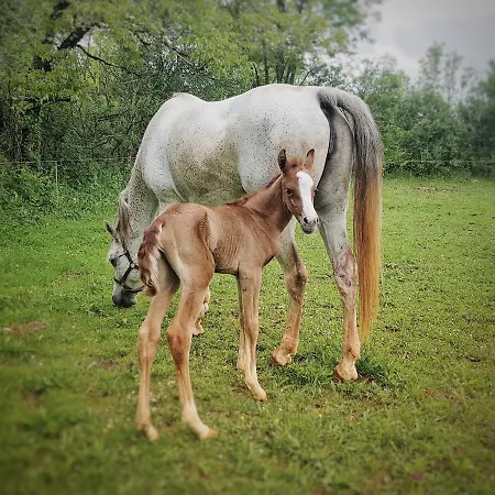 Ecuries De ベッド・アンド・ブレックファスト Laramiere