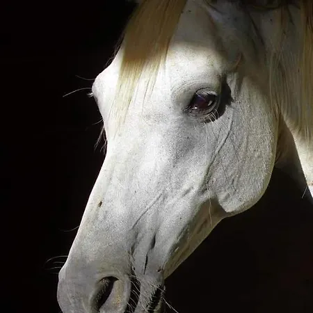 ベッド・アンド・ブレックファスト Ecuries De Laramiere