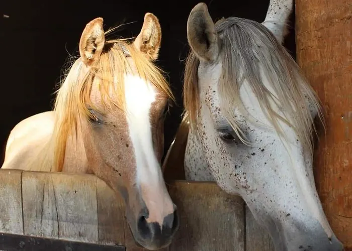 Ecuries De Отель типа 